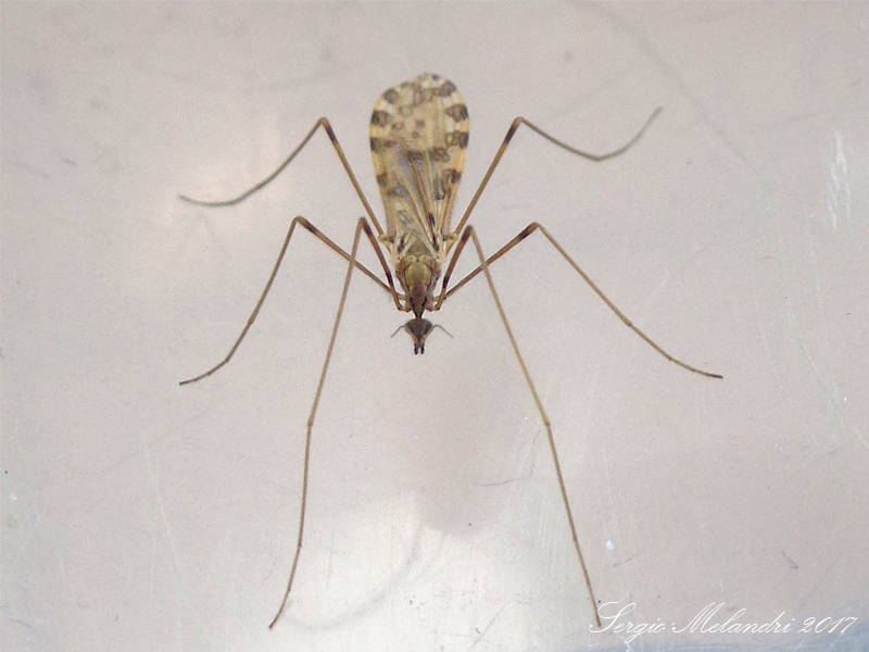 Ilisia cf. maculata (Limoniidae)